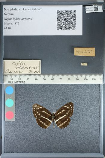 Media type: image;   Entomology 162883